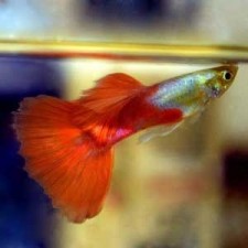 GUPPY JAPAN BLUE RED TAIL ALBINO (PAREJA)