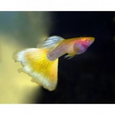 GUPPY YELLOW TAXI GLASS BELLY (pareja)
