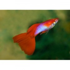GUPPY JAPAN BLUE RED TAIL ALBINO