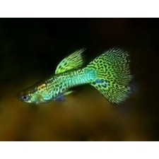 GUPPY GREEN COBRA (pareja)