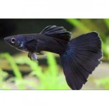 GUPPY FULL BLACK  MACHO