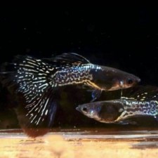 GUPPY  METAL  BLACK LACE (pareja)