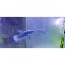 Betta plakat macho AZUL