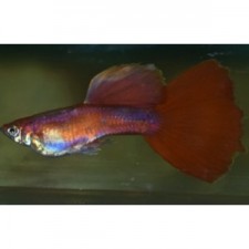 GUPPY RED CARMEN (PAREJA)