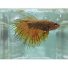 Betta macho corona amarillo