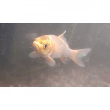 Shubunkin naranja oro 12 cm
