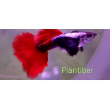 GUPPY DUMBO PLATINUM RED TAIL MACHO