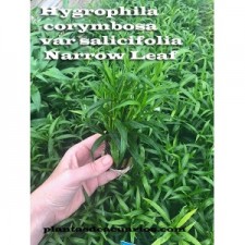 Hygrophila corymbosa var salicifolia Narrow Leaf