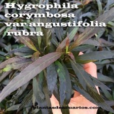 Hygrophila corymbosa angustifolia rubra
