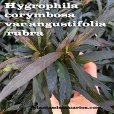 Hygrophila corymbosa angustifolia rubra