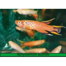 Aphyosemion australe (pareja)