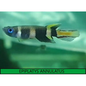 EPIPLATYS ANNULATUS