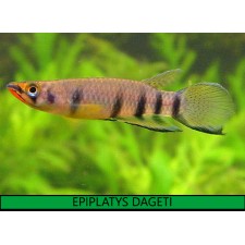 EPIPLATYS DAGETI