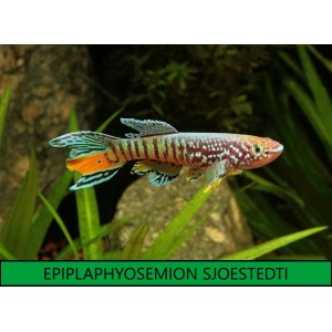 APHYOSEMION SJOESTEDTI BLUE