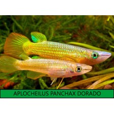 APLOCHEILUS PANCHAX DORADO