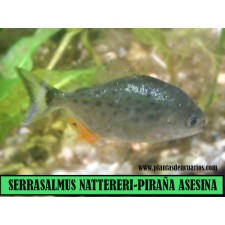 PIRAÑA VIENTRE ROJO SERRASALMUS NATTERERI 3,5 cm