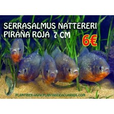 PIRAÑA VIENTRE ROJO, SERRASALMUS NATTERERI 7-8 CM