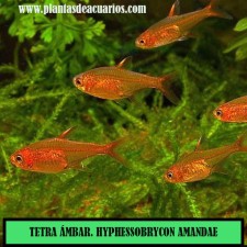 TETRA ÁMBAR. HYPHESSOBRYCON AMANDAE