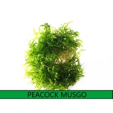 Musgo Peackock