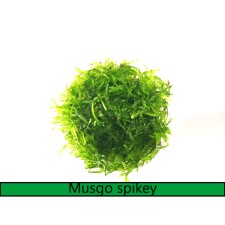 Taxiphyllum spec Spicky/ Spiky moss
