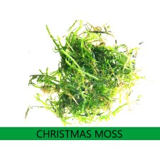 Vesicularia montagnei/Christmas moss