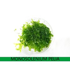 Pellia/Monosolenium tenerum Tarrina