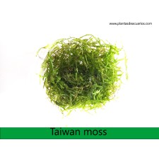 Musgo Taiwan