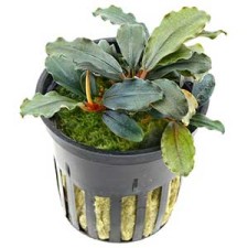 Bucephalandra creaspes leave