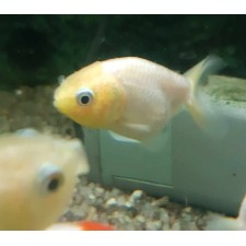 Ranchu blanco y amarillo 5-6 cm