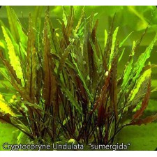 Cryptocoryne undulata