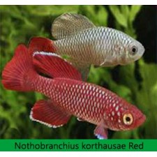 NOTOBRANCHIUS KORTHAUSE RED(pareja)