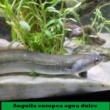 Anguila europea acuario agua dulce