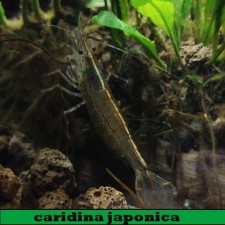 Caridina japónica XL