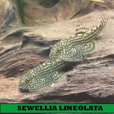 SEWELLIA LINEOLATA,  4 cm