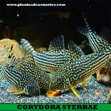 Corydoras sterbai  3,5 cm