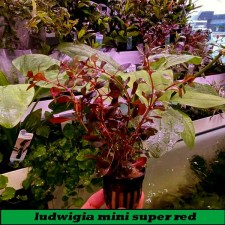 Ludwigia PALUSTRIS ( nombre comercial mini super red)