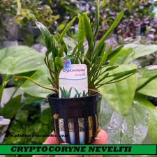 Cryptocoryne nevelfii