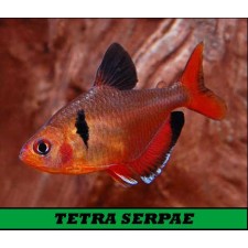 TETRA SERPAE, Hyphessobrycon eques