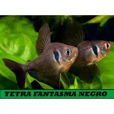 Tetra fantasma negro