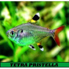 TETRA PRISTELLA