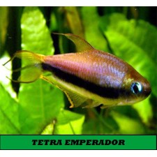 TETRA EMPERADOR