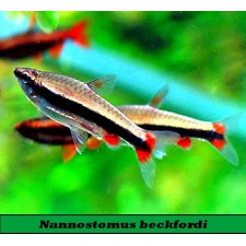 NANNOSTOMUS BECKFORDI, pez lápiz