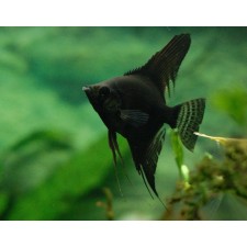 PTEROPHYLLUM SCALARE BLACK 4 CM