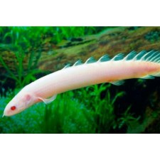 Polypterus senegalus- Pez dragón albino