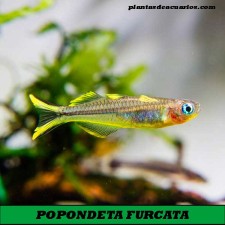 POPONDETA FURCATA