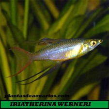 IRIATHERINA WERNERI MACHOS