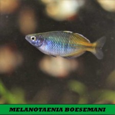 MELANOTAENIA BOESEMANI