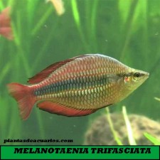 MELANOTAENIA TRIFASCIATA