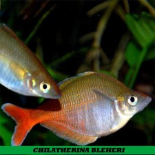 CHILATHERINA BLEHERI