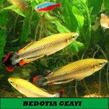 BEDOTIA GEAYI. PEZ ARCOIRIS DE MADAGASCAR